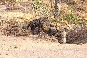 Swaziland Cultural market Tours