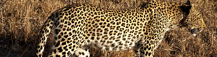 Leopard at Kruger National Park