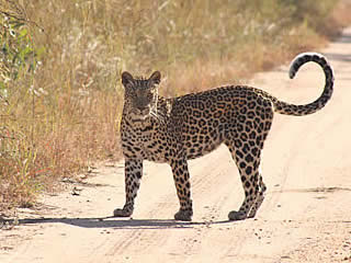 Kruger National Park Tours