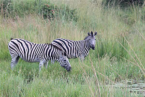 Municipality Tours in South Africa